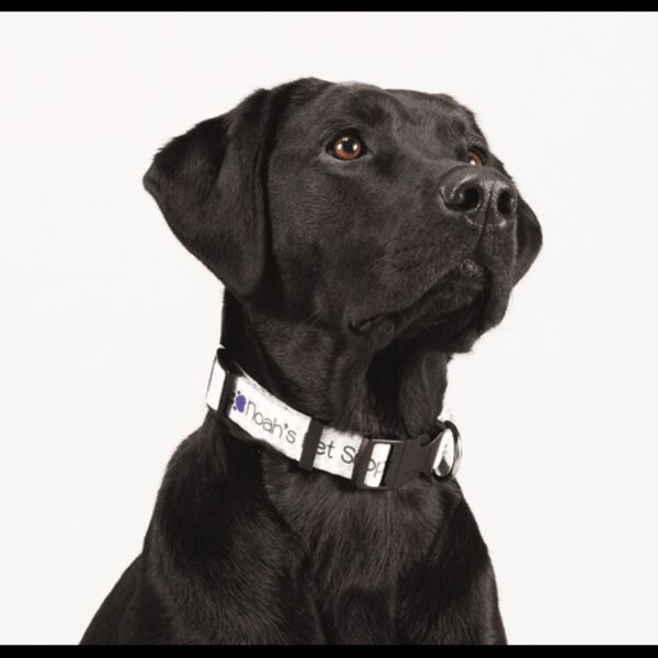 Full Color 1" Wide Adjustable Pet Collar Thumbnail